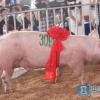 河南规模大的新美系种猪生产基地|新美系种猪；新美系杜洛克公猪、母猪专卖店