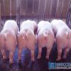 吴小用家庭农场出售实用的三元仔猪：三元仔猪代理加盟