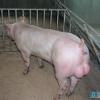吴小用家庭农场出售具有口碑的新美系种猪|优良的河南种猪